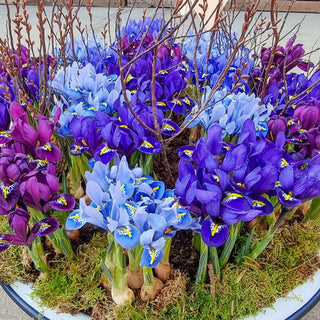 Blue Jubilee Dwarf Iris Mixture