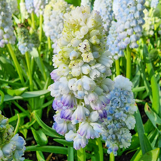 Double Beauty Grape Hyacinth