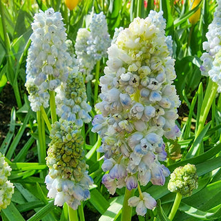 Double Beauty Grape Hyacinth