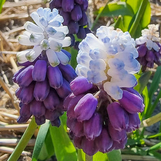 Grape Ice Grape Hyacinth