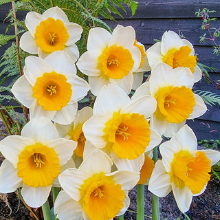 Large Cupped Daffodils