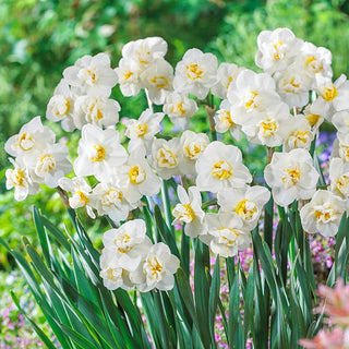 Gardenia Fragrant Daffodil