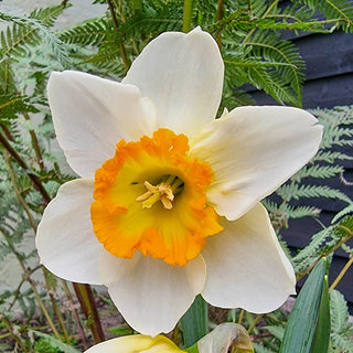 Happy Smiles Daffodil