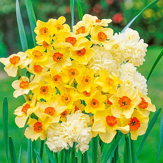 Ultra Jonquils Fragrant Mixture