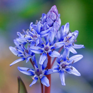 Alpine Squill