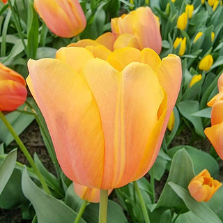 Tulip Jimmy