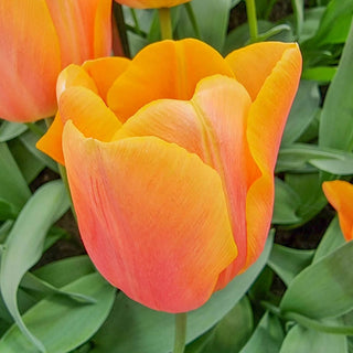 Tulip Jimmy