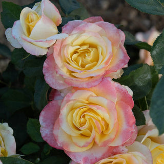 Jumbo Make Me Blush Hybrid Tea Rose