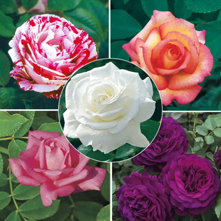 Fragrant Rose Garden Collection