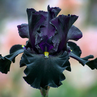 Senor Jinx Bearded Iris