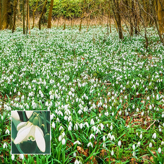 Naturalizing Bulb Lawn Collection