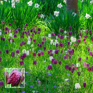 Naturalizing Bulb Lawn Collection