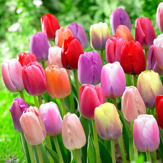 WOW!® Pride Perennial Tulip Mixture