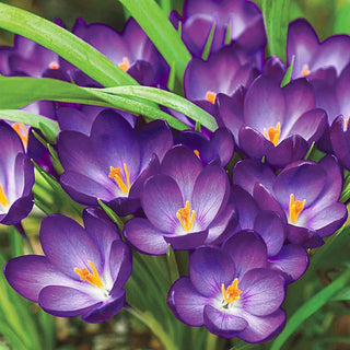 Ruby Giant Snow Crocus