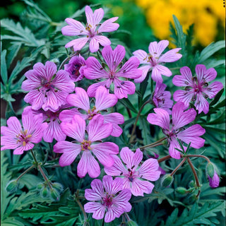 Geranium Tuberosums