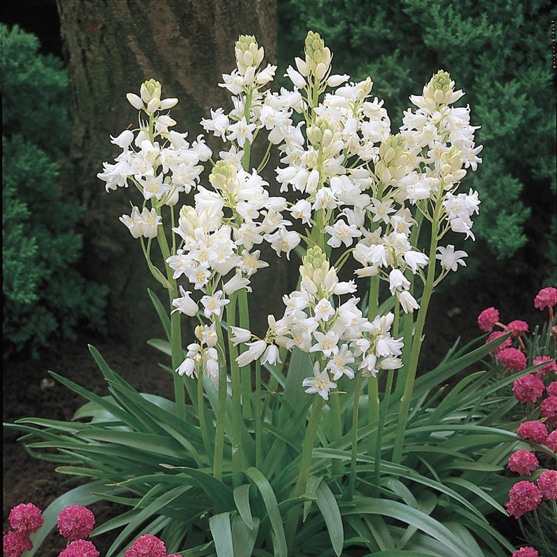 Buy Spanish Whitebells Online | Spring Bulbs | Breck's – Brecks