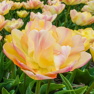 Creme Upstar Tulip