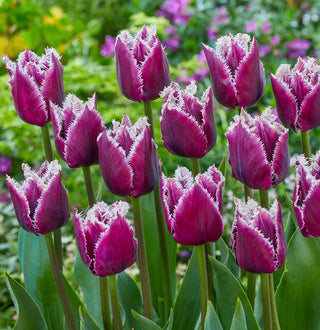 San Martin Tulip