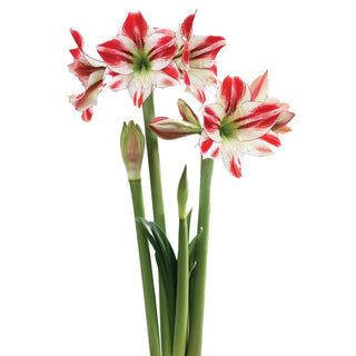 Ambiance Amaryllis Bulb