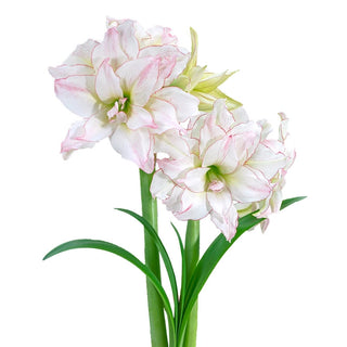 Aphrodite Amaryllis Bulb