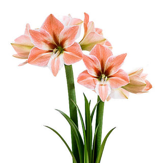 Apricot Parfait Amaryllis Bulb