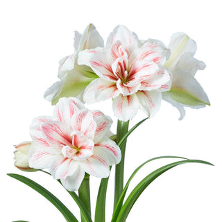 Double Amaryllis Aquaro