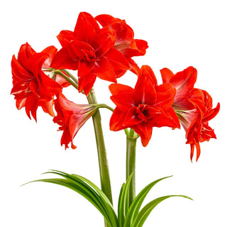 Double Delicious Amaryllis Bulb