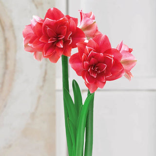 Double Dream Amaryllis