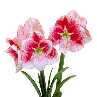 Exception Amaryllis Bulb