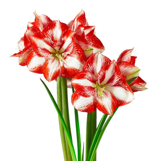 Pierrot Amaryllis Bulb