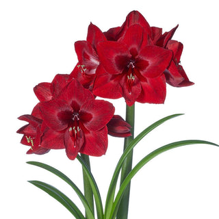 Amaryllis Red Reality