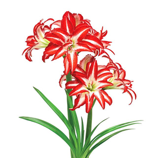 Splash Amaryllis Bulb