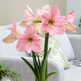 Sweet Star Amaryllis Bulb