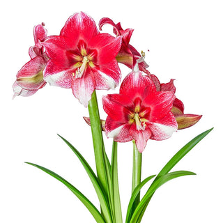 American Dream Amaryllis Bulb