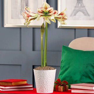 Dragonfly Amaryllis Single