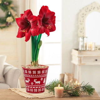 Karoo Amaryllis Single And Triple