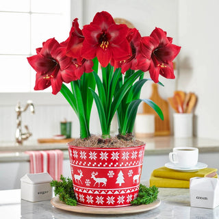 Karoo Amaryllis Single And Triple