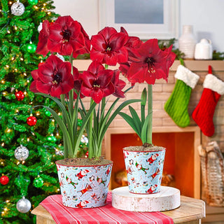 Miracle Amaryllis In Snow Pals Pot