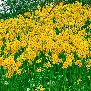 Martinette Daffodil