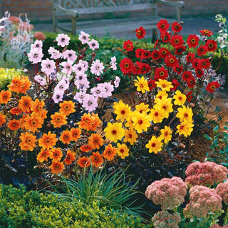 Dark Leaved Bishop Dahlia Collection