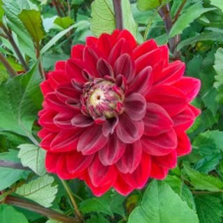 After Dusk Dahlia