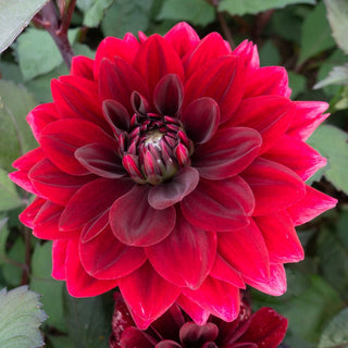 After Dusk Dahlia