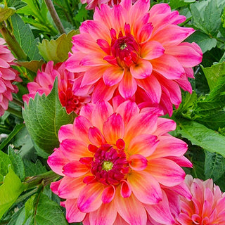 Belfloor Dahlia