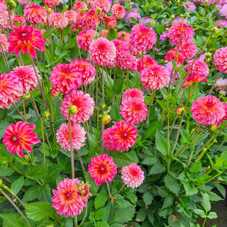 Belfloor Dahlia