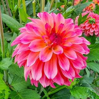 Belfloor Dahlia