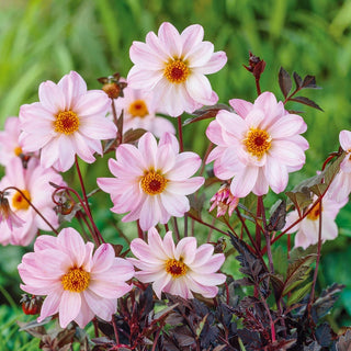 Bishop Of Leicester Dahlia