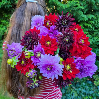 Dahlia Mixtures and Collections