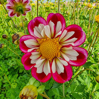 Collarette Dahlias