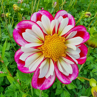 Bumble Rumble Dahlia