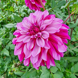 Cranberry Classic Dahlia